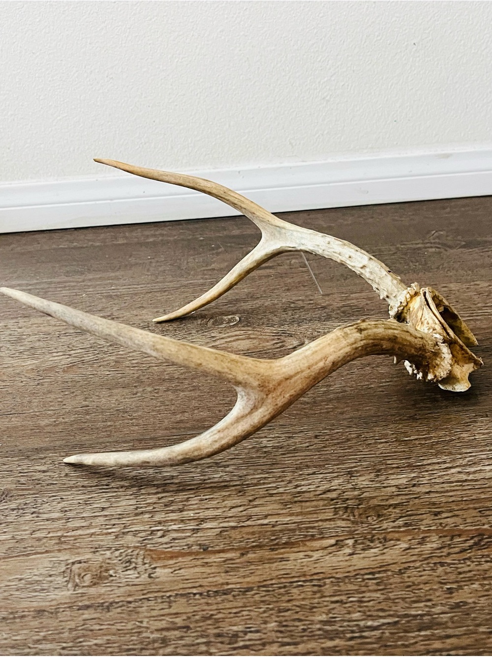 Natural Brown Deer Antler Wall Decor - Rustic Home Accent - Picture 8 of 8